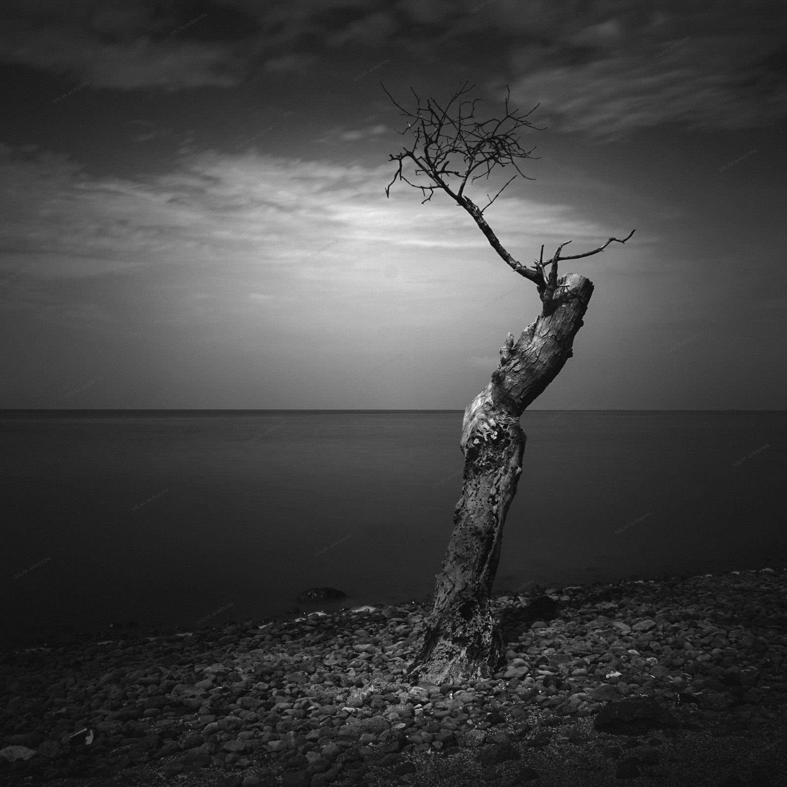 Albero Solo